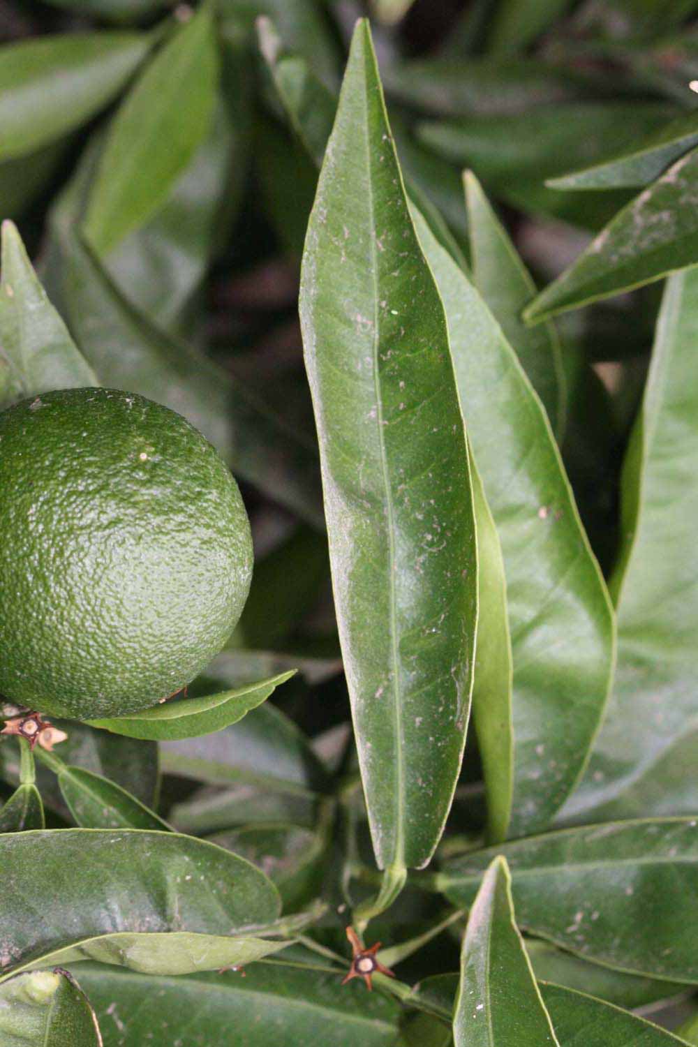              Unifoliolate leaf (Riverside, CA)       